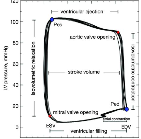 lv volume vs interventricular pressure|left ventricular pressure volume ratio.